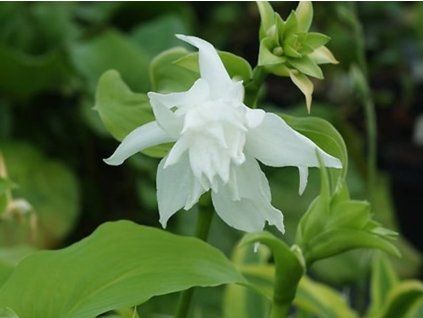 Bohyška jitrocelová 'Aphrodite' - Hosta plantaginea 'Aphrodite'  Hosta plantaginea 'Aphrodite'