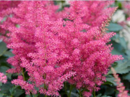 Čechrava japonská 'Henry Noblett' - Astilbe japonica 'Henry Noblett'  Astilbe japonica 'Henry Noblett'