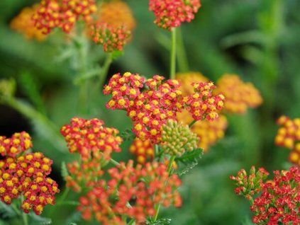 Řebříček obecný 'Safran' - Achillea millefolium 'Safran'  Achillea millefolium 'Safran'