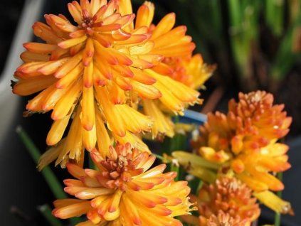 Mnohokvět 'Poco Orange' - Kniphofia 'Poco Orange'  Kniphofia 'Poco Orange'