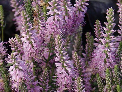 Rozrazil klasnatý 'Inspire Pink' - Veronica spicata 'Inspire Pink'  Veronica spicata 'Inspire Pink'