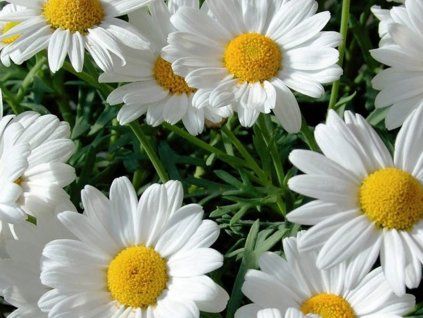 Kopretina největší 'Ohh la LaBlanche' - Leucanthemum maximum 'Ohh la LaBlanche'  Leucanthemum maximum 'Ohh la LaBlanche'
