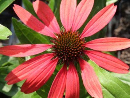 Třapatka 'Sensation Coral' - Echinacea 'Sensation Coral'  Echinacea 'Sensation Coral'
