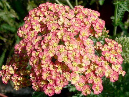 Řebříček obecný 'Tricolor' - Achillea milefolium 'Tricolor'  Achillea milefolium 'Tricolor'