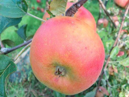 Jabloň 'Zapovězené'  Malus domestica 'Zapovězené'
