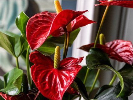 Toulitka Andréova 'Champion Red'  Anthurium andreanum 'Champion Red'