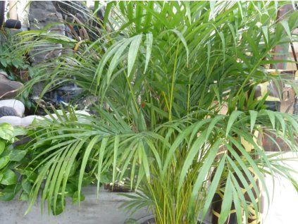 Chrysalidokarpus nažloutlý  Areca/Dypsis lutescens