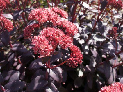 Rozchodník 'Night Embers'  Sedum 'Night Embers'