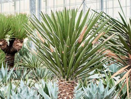 Juka filifera - Yucca filifera  Yucca filifera