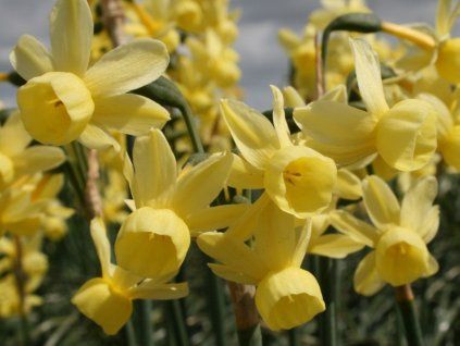 Narcis 'Angels Whisper'  Narcissus 'Angels Whisper'