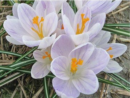 Krokus 'Candle Light'  Crocus chrysanthus 'Candle Light'