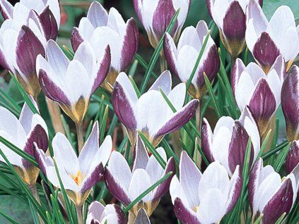 Krokus 'Lady Killer'  Crocus chrysanthus ‘Lady Killer'
