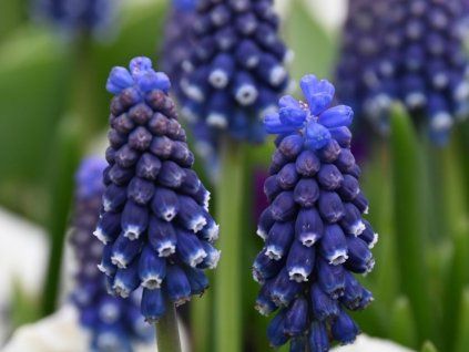 Modřenec arménský 'Night Eyes'  Muscari armeniacum 'Night Eyes'