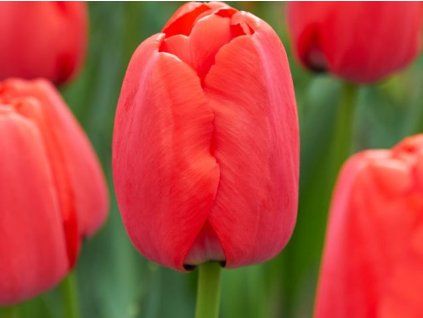 Tulipán 'Red Pride'  Tulipa 'RedPride'