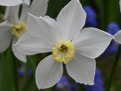 Narcis 'Polar Ice'  Narcissus 'Polar Ice'