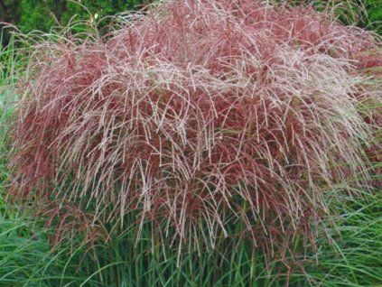 Ozdobnice čínská 'Huron Sunrise' - Miscanthus sinensis 'Huron Sunrise'  Miscanthus sinensis 'Huron Sunrise'
