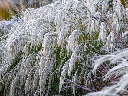 Ozdobnice čínská 'Silver Charm' - Miscanthus sinensis 'Silver Charm'  Miscanthus sinensis 'Silver Charm'