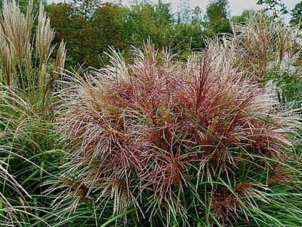 Ozdobnice čínská 'Polonus' - Miscanthus sinensis 'Polonus'  Miscanthus sinensis 'Polonus'