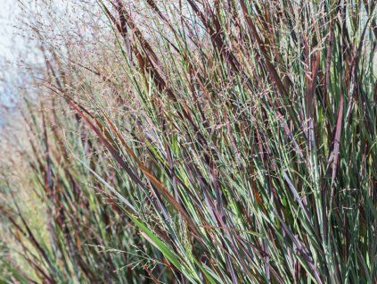 Proso prutnaté  'Nosferatu' - Panicum virgatum 'Nosferatu'  Panicum virgatum 'Nosferatu'