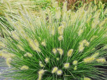 Dochan psárkovitý 'Tiny Twinkler' - Pennisetum alopecuroides 'Tiny Twinkler'  Pennisetum alopecuroides 'Tiny Twinkler'