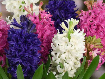 Hyacinty - mix (Balení cibule 15/16 - 20 ks)