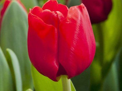 Tulipán 'Canadian Liberator'  Tulipa 'Canadian Liberator'