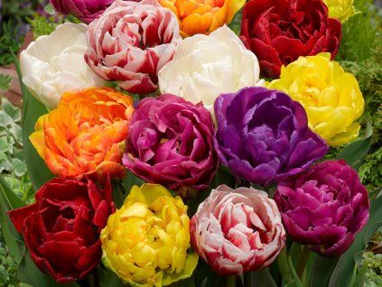Tulipány DOUBLE - mix  TulipaDOUBLE - mix