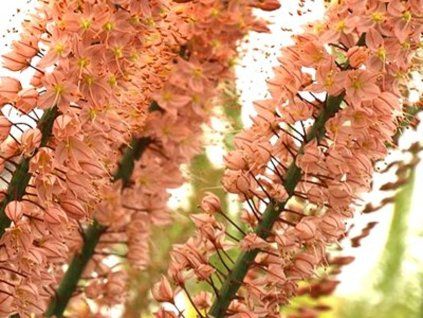 Liliochvostec 'Oase'  Eremurus 'Oase'