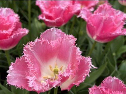 Tulipán 'Fancy Frills'  Tulipa 'Fancy Frills'