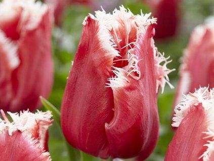 Tulipán 'New Santa'  Tulipa 'New Santa'