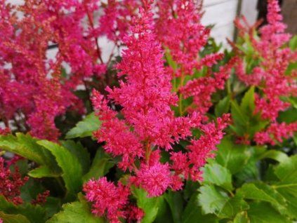 Ruby red astilbe