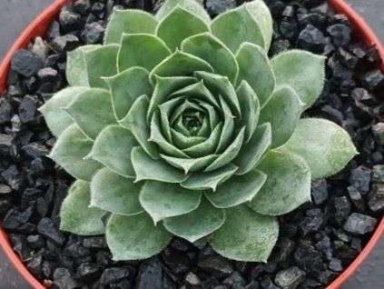 Netřesk BIG SAM® 'Jumbo Green' - Sempervivum BIG SAM® 'Jumbo Green'  Sempervivum BIG SAM® 'Jumbo Green'