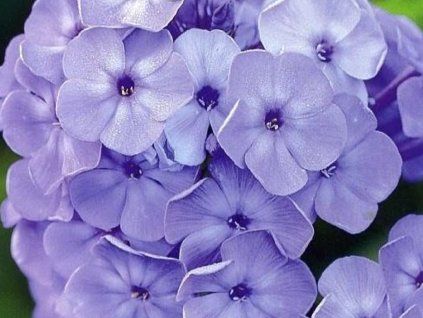 Plaménka latnatá 'Blue Boy' - Phlox paniculata 'Blue Boy'  Phlox paniculata 'Blue Boy'