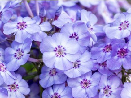Plaménka latnatá 'Blue Dolphin' - Phlox paniculata 'Blue Dolphin'  Phlox paniculata 'Blue Dolphin'