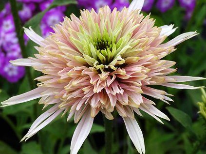 Třapatka 'Cherry Fluff' - Echinacea 'Cherry Fluff'  Echinacea 'Cherry Fluff'
