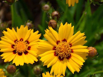 Krásnoočko velkokvěté 'Sunfire Yellow Red' - Coreopsis grandiflora  'Sunfire'  Coreopsis grandiflora 'Sunfire'