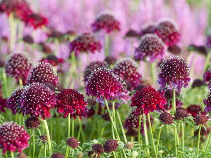 Hlaváč fialový 'Barocca' - Scabiosa columbaria 'Barocca'  Scabiosa columbaria 'Barocca'