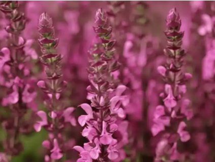 Šalvěj hajní 'Sensation® Medium Pink' - Salvia nemorosa 'Sensation® Medium Pink'  Salvia nemorosa 'Sensation® Medium Pink'