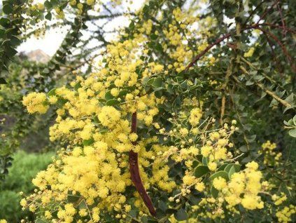 Akácie pravissima  Acacia pravissima