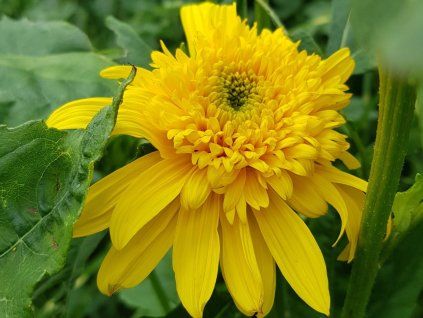 Slunečnice 'Happy Days' - Helianthus decapetalus 'Happy Days'  Helianthus decapetalus 'Happy Days'