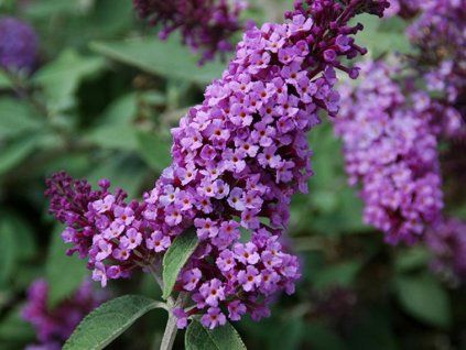 Komule davidova FLUTTERBY 'Lavender'  Buddleja davidii FLUTTERBY 'Lavender'