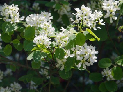 Muchovník vejčitý  Amelanchier rotundifolia