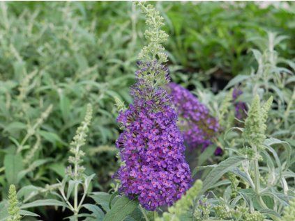 Komule davidova 'Summer Bird Blue'  Buddleja davidii 'Summer Bird Blue'