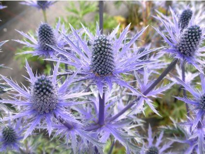 Máčka plocholistá 'Grumpy' - Eryngium planum 'Grumpy'  Eryngium planum 'Grumpy'