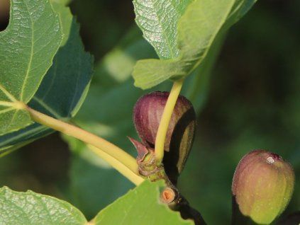 Fíkovník smokvoň 'Pfälzer'  Ficus carica 'Pfälzer'