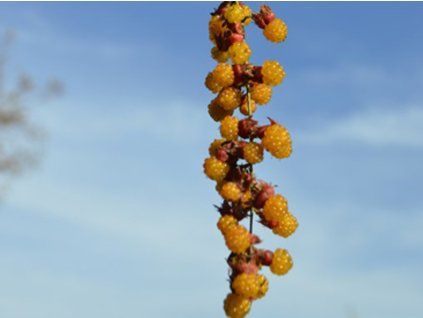 Ostružiník Lambertův  Rubus lambertianus