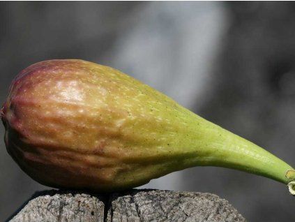 Fíkovník smokvoň 'Longue d'Août'  Ficus carica 'Longue d'Août'