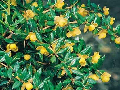 Dřišťál Frikartův 'Amstelveen'  Berberis frikartii 'Amstelveen'