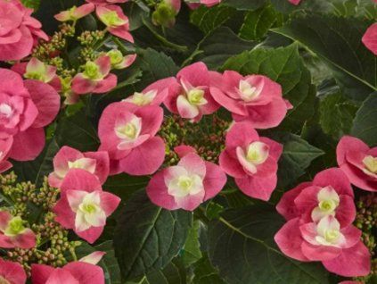 Hortenzie velkolistá  'Flame Hot Pink'®  Hydrangea macrophylla 'Flame Hot Pink'®