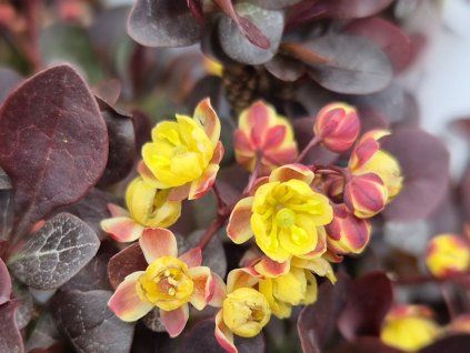 Dřišťál Thunbergův 'Concorde'  Berberis thunbergii 'Concorde'